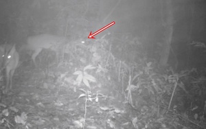 Đặt camera giữa rừng sâu, các nhà khoa học tình cờ phát hiện loài vật đã công bố tuyệt chủng gần 100 năm