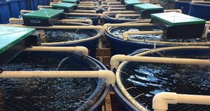 Vượt Mỹ, TQ chi hơn 1 tỷ USD mua sản vật dưới nước của VN: Nước ta có công nghệ chế biến dẫn đầu thế giới