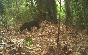 Đặt camera giữa rừng sâu, các nhà bảo tồn bất ngờ phát hiện loài vật cực kỳ quý hiếm vắng bóng hơn 20 năm