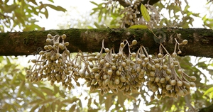 Ngành kinh tế tỷ đô của Việt Nam thiết lập một kỷ lục mới