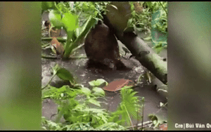 Trái mít rung chuyển không ngừng sau cơn mưa lớn: Sự thật bên dưới khiến ai cũng ngạc nhiên