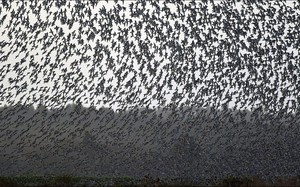 Hàng triệu con chim có hành vi lạ trên bầu trời, nhà khoa học cảnh báo: Dấu hiệu chẳng lành cho nhân loại