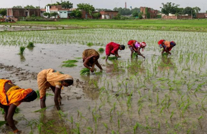 Buồn của quốc gia sản xuất gạo hàng đầu thế giới: Từng cấm xuất khẩu do thiếu hụt nay dư cung trầm trọng, giá nội địa sắp giảm thêm 15%