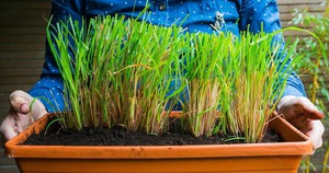 Loại rau mọc dại ở Việt Nam: Canxi gấp 4 lần sữa, hạ đường huyết, tốt cho gan - Ảnh 3.