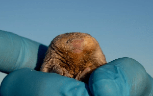 Ung Ch&iacute;nh băng h&agrave;, C&agrave;n Long hỏi chuyện hợp t&aacute;ng: Ho&agrave;ng th&aacute;i hậu đ&aacute;p một c&acirc;u khiến cả triều đ&igrave;nh sững sờ - Ảnh 5.