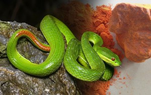 3 thứ dụ rắn v&agrave;o nh&agrave;, 4 thứ rắn sợ &ldquo;hồn l&igrave;a khỏi x&aacute;c&rdquo; - Ảnh 5.