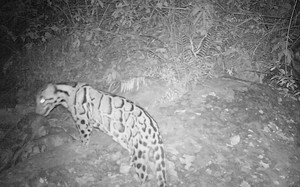 Băng trên đỉnh núi tan chảy, để lộ ra những thứ con người không dám tin vào mắt mình - Ảnh 6.