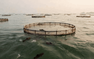 Ph&aacute;t minh "t&aacute;o bạo chưa từng c&oacute; về CO2" của Mỹ c&oacute; thể rung chuyển cả địa cầu - Ảnh 5.