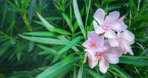 Từ năm 2026, hai loại vaccine &ldquo;tiền triệu&rdquo; sẽ được ti&ecirc;m miễn ph&iacute; - Ảnh 2.