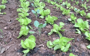 Lộ diện nữ đại gia 8X chi hơn 1.800 tỷ đồng trúng đấu giá gần 4,4ha đất làm khu nhà ở thấp tầng tại phường đông dân nhất Hà Nội - Ảnh 3.