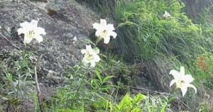 Buồn của mặt bằng nh&agrave; phố trung t&acirc;m Tp.HCM: Gi&aacute; rao thu&ecirc; giảm mạnh, chủ nh&agrave; hết thời &ldquo;h&eacute;t gi&aacute;&rdquo;, quay ra &ldquo;n&iacute;u&rdquo; kh&aacute;ch thu&ecirc; - Ảnh 10.