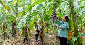 'Siêu thực phẩm' toàn bị vứt sọt rác nhưng cực tốt cho sức khỏe: Ai bỏ qua sẽ rất tiếc! - Ảnh 2.