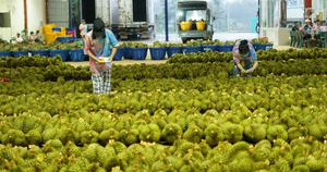 L&agrave;m dự &aacute;n h&agrave;ng chục ngh&igrave;n tỷ nhưng 'qu&ecirc;n' trả cổ tức - Ảnh 4.