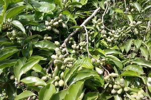 1 loại gia vị có chứa nhiều vi nhựa: Người Việt rất mê, đang ăn gấp đôi khuyến cáo của WHO - Ảnh 2.