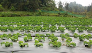 Báo Mỹ nhận xét đây là loại rau tốt nhất thế giới, Việt Nam trồng nhiều nơi, lãi gấp 3 lần rau khác - Ảnh 2.