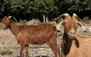 Ngỡ ngàng với 5 mẹo dùng khăn giấy trong bảo quản thực phẩm, người nội trợ hàng chục năm cũng chưa chắc biết - Ảnh 3.