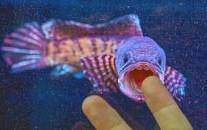 Lật tẩy bí mật của hiện tượng kỳ lạ ở mộ Khổng Tử "rắn, chuột và quạ đều không dám bén mảng đến" - Ảnh 6.