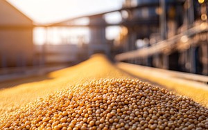 Si&ecirc;u thực phẩm mệnh danh "Hạt v&agrave;ng thế kỷ 21": Việt Nam chi tỷ đ&ocirc; nhập về, rất gi&agrave;u Omega 6 v&agrave; Omega 5 - Ảnh 5.