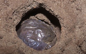 Hiện tượng lạ xuất hiện ở "đệ nhị thiên sơn" miền Nam Việt Nam: Kêu gọi đầu tư dự án gần 18 ngàn tỷ đồng - Ảnh 9.