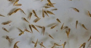 Giới nhà giàu tại "làng biệt thự" triệu đô giữa Hà Nội sẽ vui mừng khôn xiết khi biết thông tin này - Ảnh 2.