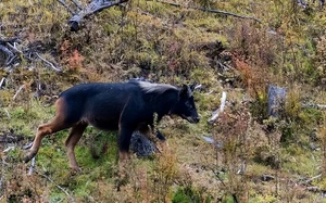 Sau khi trở thành dân thường, Phổ Nghi xin làm 2 nghề này nhưng đều bị từ chối, lý do vì sao? - Ảnh 4.