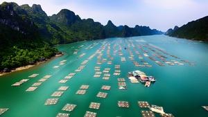 Việt Nam trồng được thứ gia vị đắt bậc nhất thế giới, hơn 30 nước lùng mua; Hà Lan, Mỹ, Anh đứng đầu bảng - Ảnh 4.