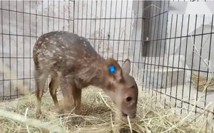 Vì sao Đường Huyền Tông vừa phát động chính biến liền chém chết Thượng Quan Uyển Nhi ngay tại chỗ? - Ảnh 7.