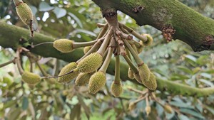 Vinhomes được "chọn mặt gửi vàng", đầu tư gần 10.000 tỷ cho 2 khu công nghiệp quy mô gần 500ha tại Hải Phòng - Ảnh 7.