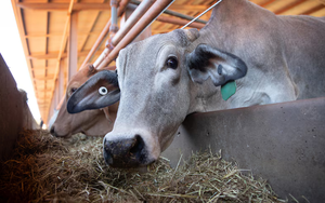 Một Bigtech đứng đầu về lượng phát thải muốn mua tín chỉ carbon rừng của Việt Nam - Ảnh 4.