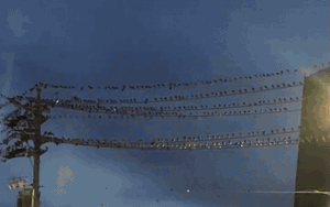 54 tấn vải Lục Ngạn bán hết veo sau phiên live 6 tiếng, PCT Bắc Giang nêu rõ 3 từ "đạt chuẩn sang Mỹ" - Ảnh 11.