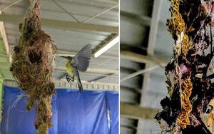 Khi Hoàng Dung mang thai lần thứ hai, Quách Tĩnh mới hiểu vì sao cha vợ không muốn gả con gái cho mình - Ảnh 7.