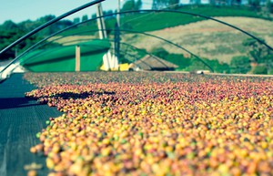 Nga tuyên bố sở hữu ‘kho báu’ khủng mà thế giới không thể ‘chối từ’, đủ dùng cho 1.000 năm - Ảnh 1.