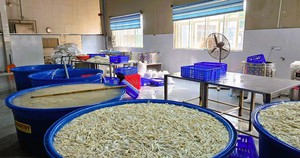 Rửa ngao dùng nước muối hay dầu ăn cũng không sạch, ngư dân chỉ 1 mẹo khiến ngao nhả sạch bùn cát - Ảnh 2.