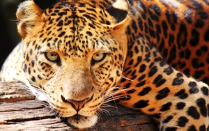 14 ảnh hiếm thời nhà Thanh: Hình thực tế cao thủ đại nội, quan lại khác hoàn toàn với phim gây ngỡ ngàng - Ảnh 15.