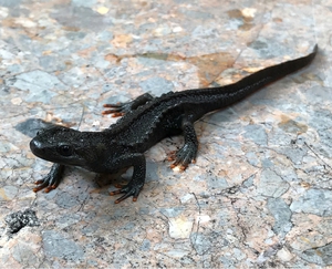 Loài chim khổng lồ không biết bay sẽ được hồi sinh? - Ảnh 7.