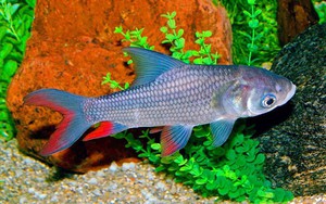 Việt Nam hiện xếp thứ 4 trong số các quốc gia xuất khẩu dừa tại khu vực châu Á - Thái Bình Dương; và thứ 5 trên toàn thế giới. - Ảnh 4.