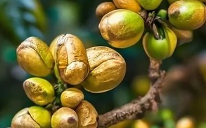 Trỗi dậy từ bom đạn, doanh nghiệp "Make in Vietnam" sở hữu "bảo bối" đầu tiên trong lịch sử đất nước - Ảnh 8.