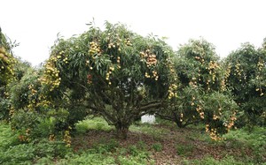 Giá sầu riêng tăng nóng, vì sao nông dân vẫn than khó xuất khẩu? - Ảnh 2.