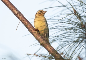 Voọc m&ocirc;ng trắng nguy cơ tuyệt chủng ngay tại 'thủ phủ' thứ hai thế giới - Ảnh 5.