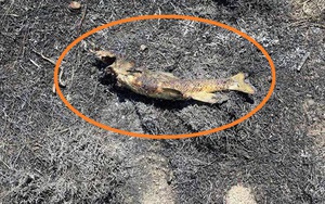 Đưa robot xuống 4.000m dưới đáy biển, phát hiện hơn 3.000 "thứ đáng sợ" - Ảnh 6.