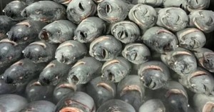 Phát hiện 2.500 kg vàng trị giá 7 tỷ đồng bị bỏ - Ảnh 5.