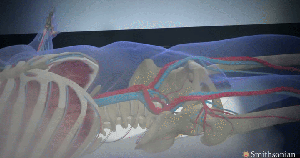 Ghi nhận 9 loài chim mới tại Khu Bảo tồn thiên nhiên Đakrông - Ảnh 14.