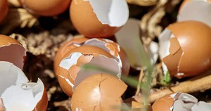 Loại Cây Người Việt Thích Chưng Tết Nhưng Ẩn Chứa “Bí Mật” Ít Ai Biết - Ảnh 4.