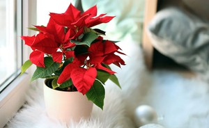 Rắc thứ n&agrave;y ra vườn, bỗng nhi&ecirc;n c&ocirc;n tr&ugrave;ng biến mất, c&acirc;y cối ph&aacute;t triển tốt tươi! - Ảnh 3.