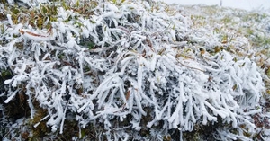 Tin kh&ocirc;ng kh&iacute; lạnh mạnh mới nhất: H&agrave; Nội r&eacute;t đậm hai ng&agrave;y, thấp nhất 12&deg;C - Ảnh 2.