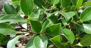 3 loại c&acirc;y n&ecirc;n trồng trong năm B&iacute;nh Ngọ - Ảnh 3.