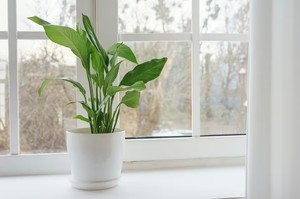 Vứt Thứ Này Ra Vườn Mùa Đông, Tự Nhiên Vài Tháng Sau Có Quả Ăn Miễn Phí - Ảnh 3.