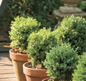 Những loại c&acirc;y kh&ocirc;ng n&ecirc;n cắt tỉa v&agrave;o th&aacute;ng 1 - Ảnh 2.