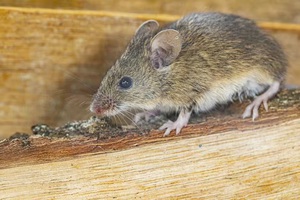 4 loại m&ugrave;i m&agrave; chuột gh&eacute;t nhất: Loại cuối c&ugrave;ng ai cũng phải gật g&ugrave; c&ocirc;ng nhận - Ảnh 4.