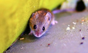 4 loại m&ugrave;i m&agrave; chuột gh&eacute;t nhất: Loại cuối c&ugrave;ng ai cũng phải gật g&ugrave; c&ocirc;ng nhận - Ảnh 3.